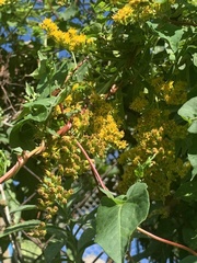 Solidago