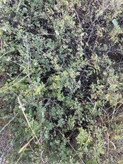 Symphoricarpos occidentalis