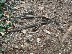 Agkistrodon contortrix