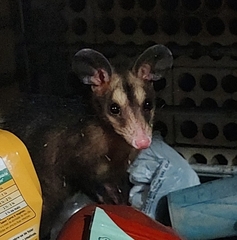 Didelphis aurita