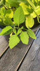 Solanum emulans