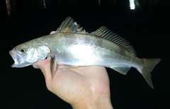 Atractoscion nobilis