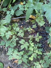 Geranium robertianum