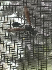 Isodontia