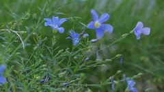 Linum alpinum