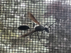 Isodontia