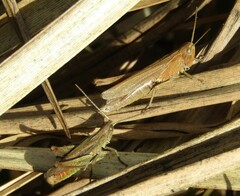 Chorthippus dorsatus