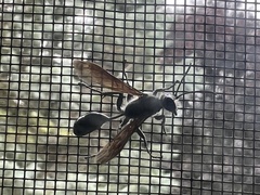 Isodontia