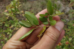 Rhododendron dauricum