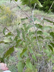 Carya illinoinensis