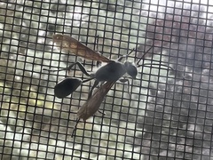 Isodontia
