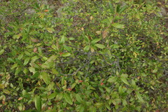 Rhododendron dauricum