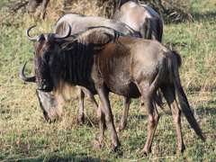 Connochaetes taurinus mearnsi