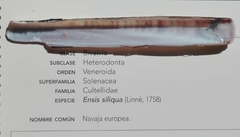Ensis siliqua