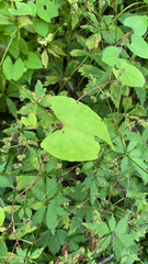 Fallopia cilinodis