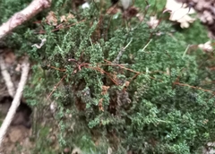 Atrichum undulatum