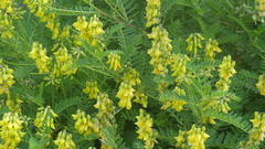 Astragalus penduliflorus