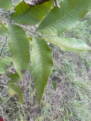 Carya illinoinensis