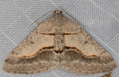 Digrammia decorata