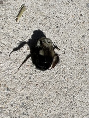Bombus impatiens