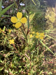 Ludwigia linearis