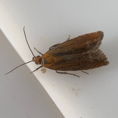 Lathronympha strigana
