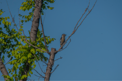 Yungipicus canicapillus