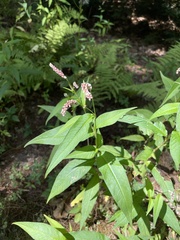 Persicaria extremiorientalis
