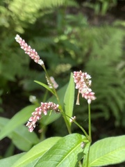 Persicaria extremiorientalis