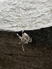 Halyomorpha halys