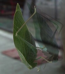 Microcentrum rhombifolium