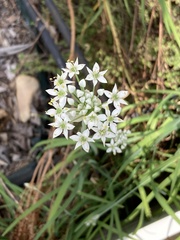 Allium tuberosum