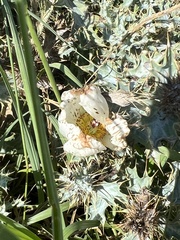 Argemone polyanthemos