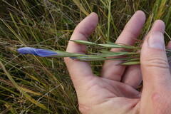 Gentianopsis barbata