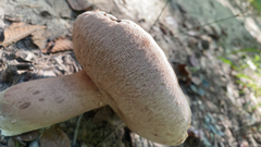 Tylopilus