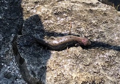 Necturus maculosus