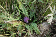 Cirsium acaule esculentum