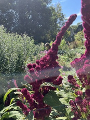Amaranthus cruentus