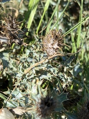 Argemone polyanthemos