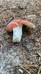 Russula