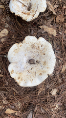 Lactifluus piperatus