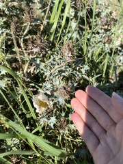 Argemone polyanthemos