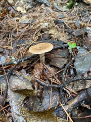 Rhodocollybia butyracea