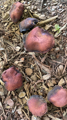 Stropharia rugosoannulata