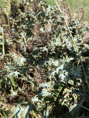 Argemone polyanthemos