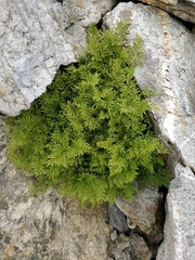 Cryptogramma crispa