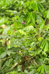 Epidendrum secundum