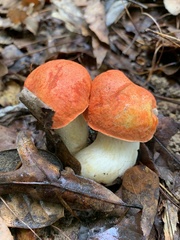 Tylopilus balloui