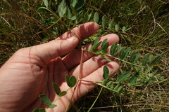 Astragalus laxmannii