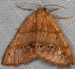 Drepanulatrix bifilata
